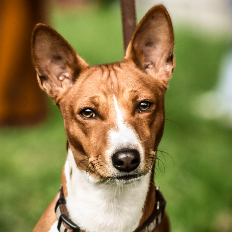 Basenji dog