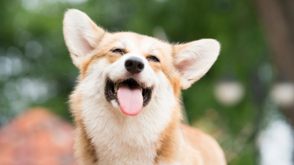 Corgi dog