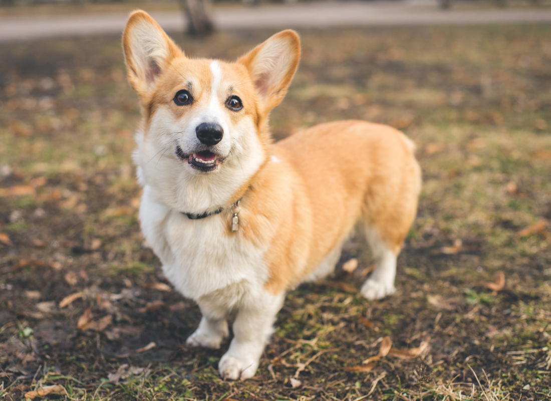 Corgi
