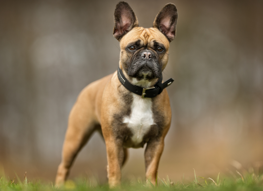 Francoski buldog