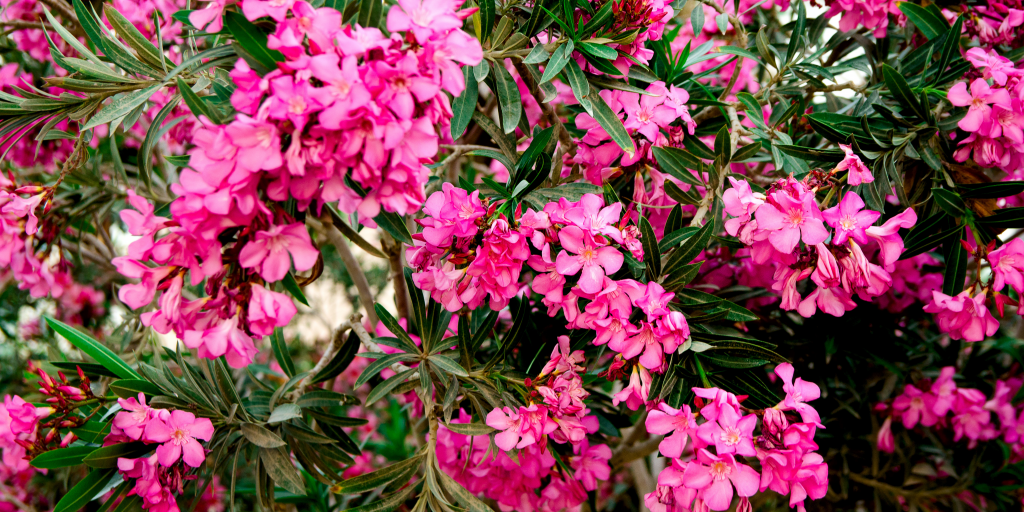 Oleander
