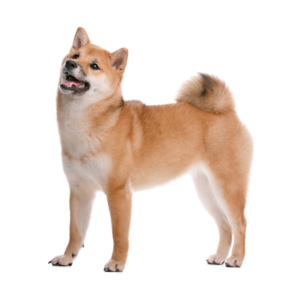 shiba inu
