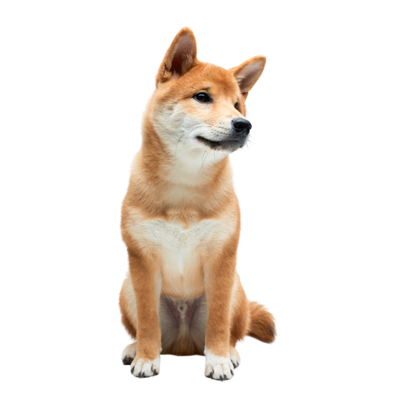 shiba inu
