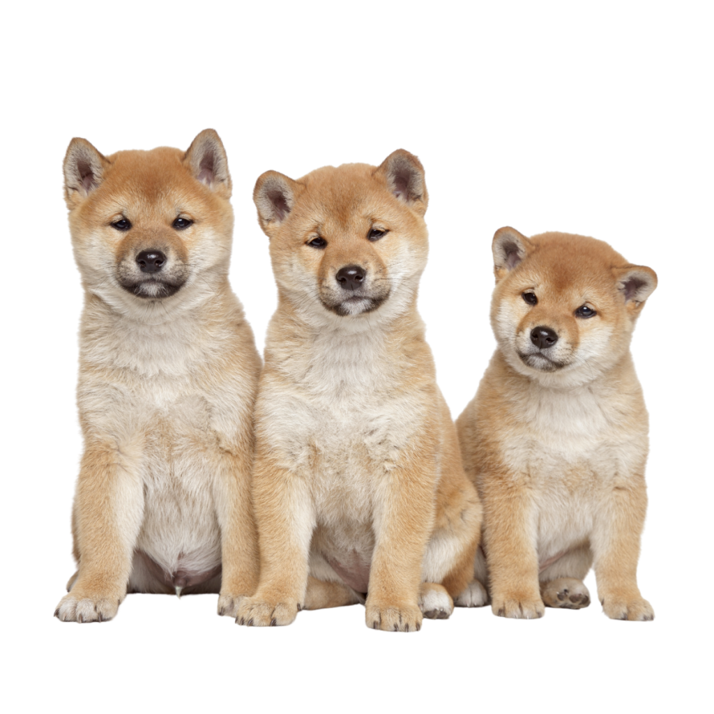 shiba inu