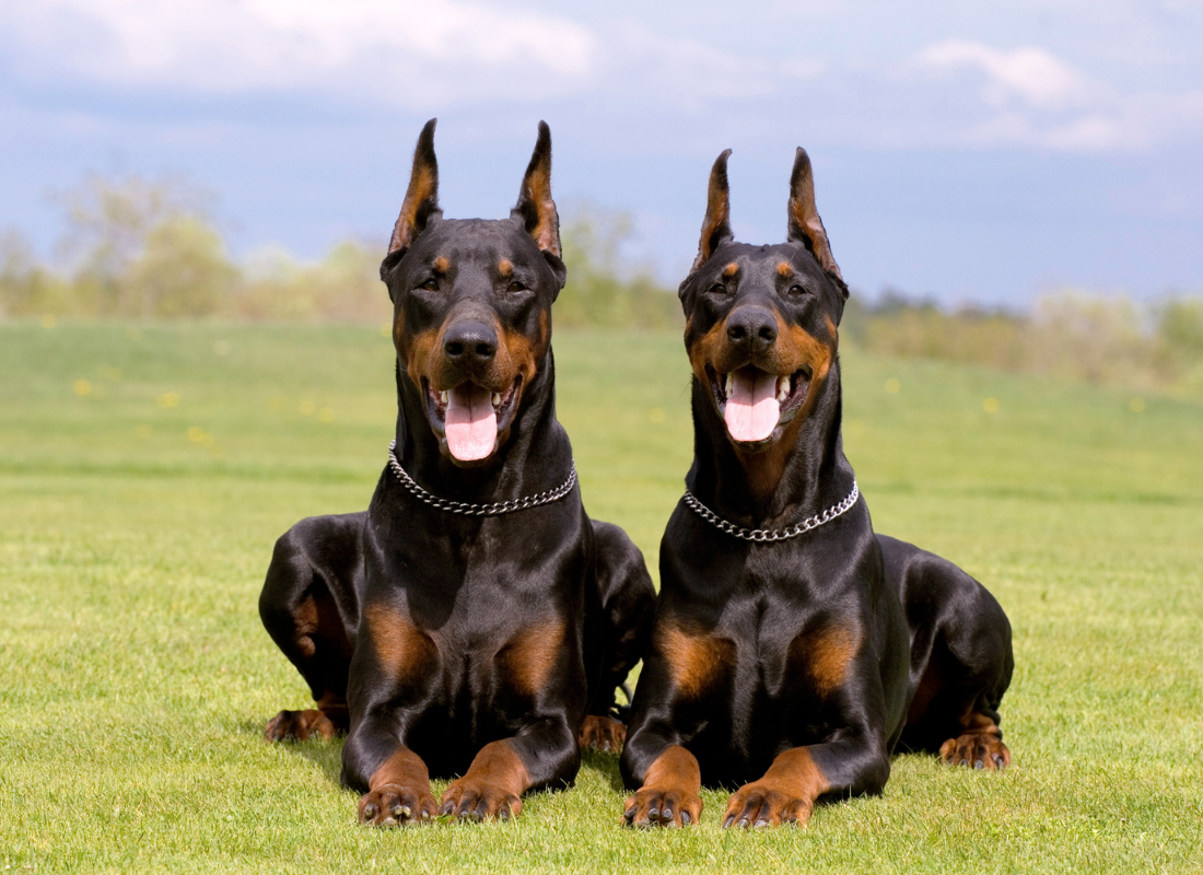 Doberman