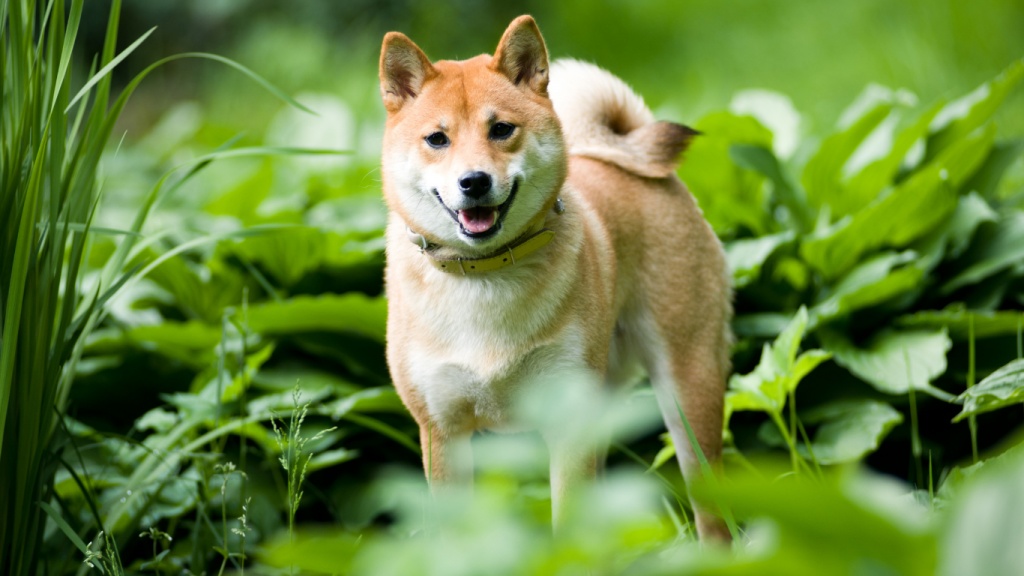 Shiba inu