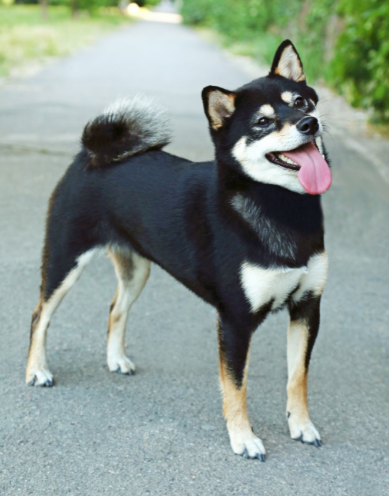 Shiba inu