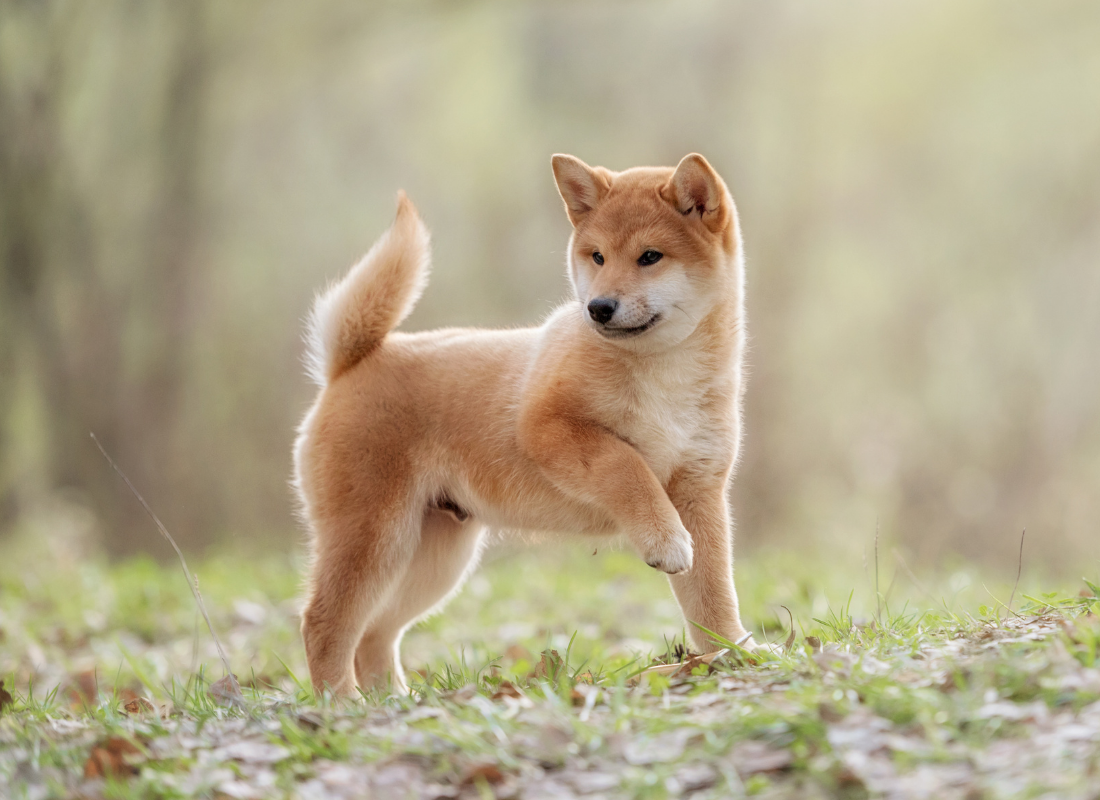 Shiba inu