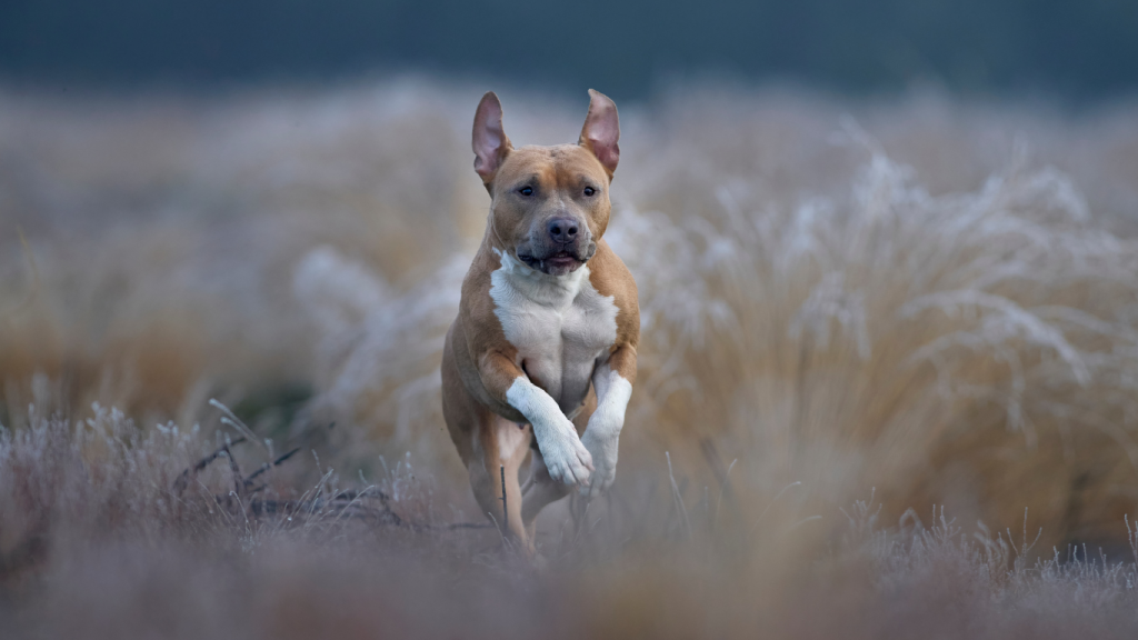 staffy