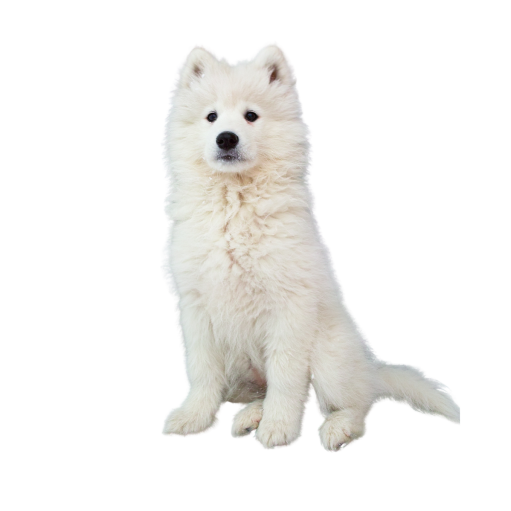 samojed