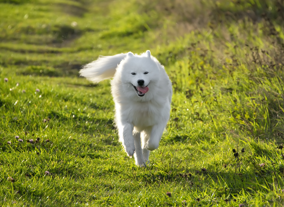 samojed