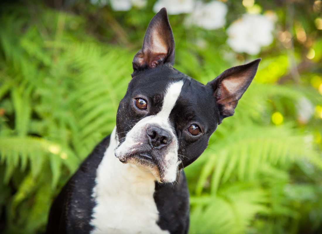 bostonski terier
